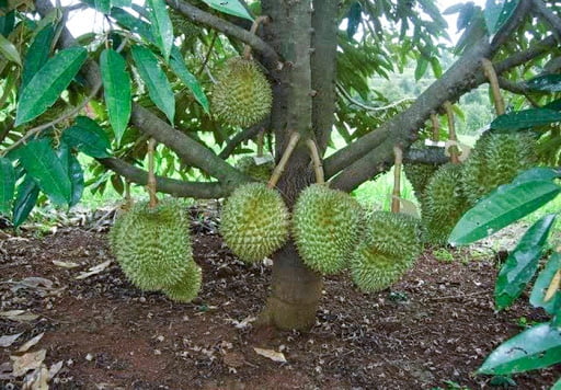 cay-sau-rieng-thai-cham-soc-cay-moi-trong