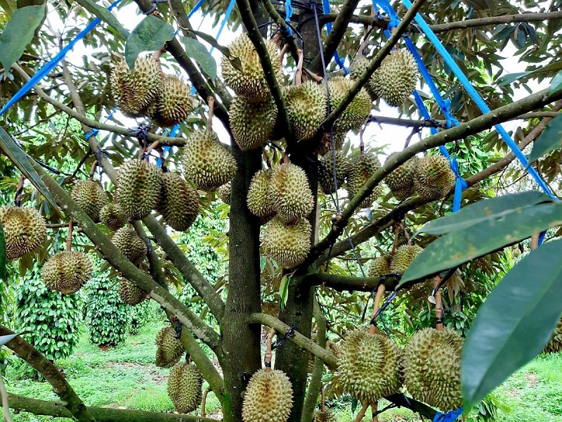 Trồng sầu riêng Ri6 bao nhiêu ngày thu hoạch và có quả